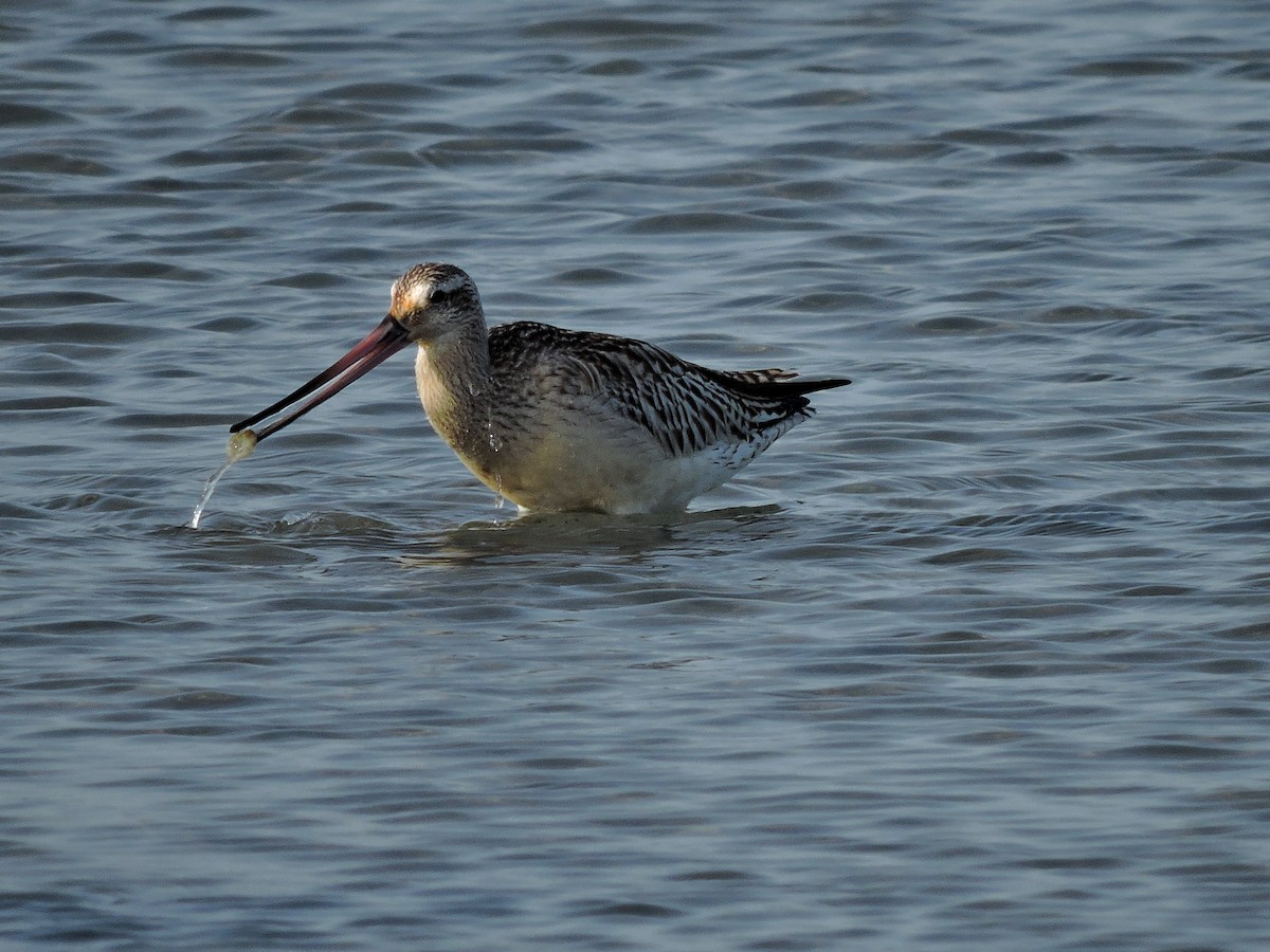 Bar-tailed Godwit (European) - ML206116421