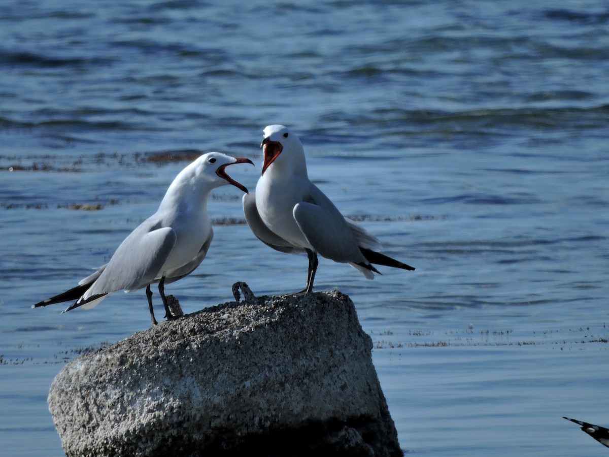 Audouin's Gull - ML206116451