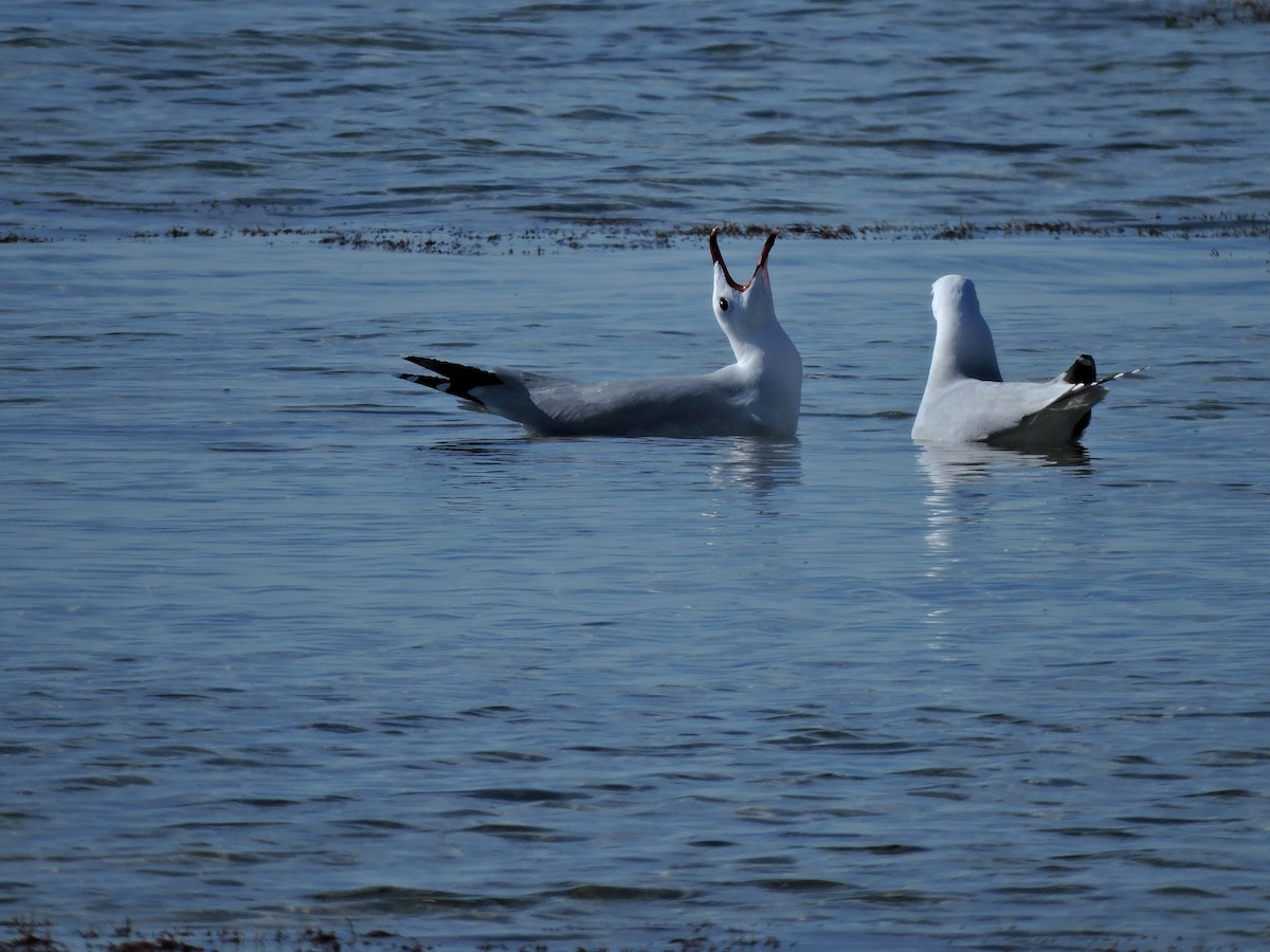 Audouin's Gull - ML206116461