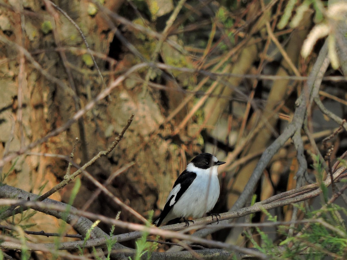 Collared Flycatcher - ML206116471