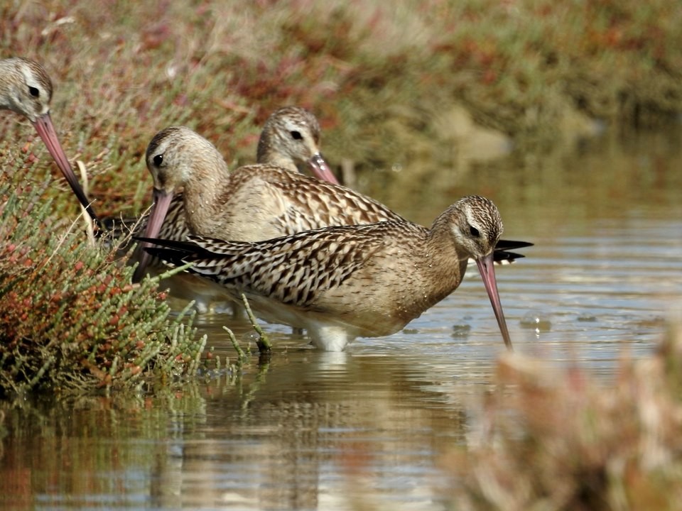 Bar-tailed Godwit (European) - ML206116481
