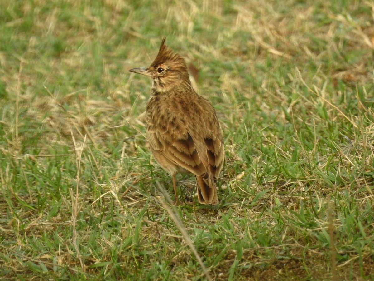Crested Lark - ML206116491