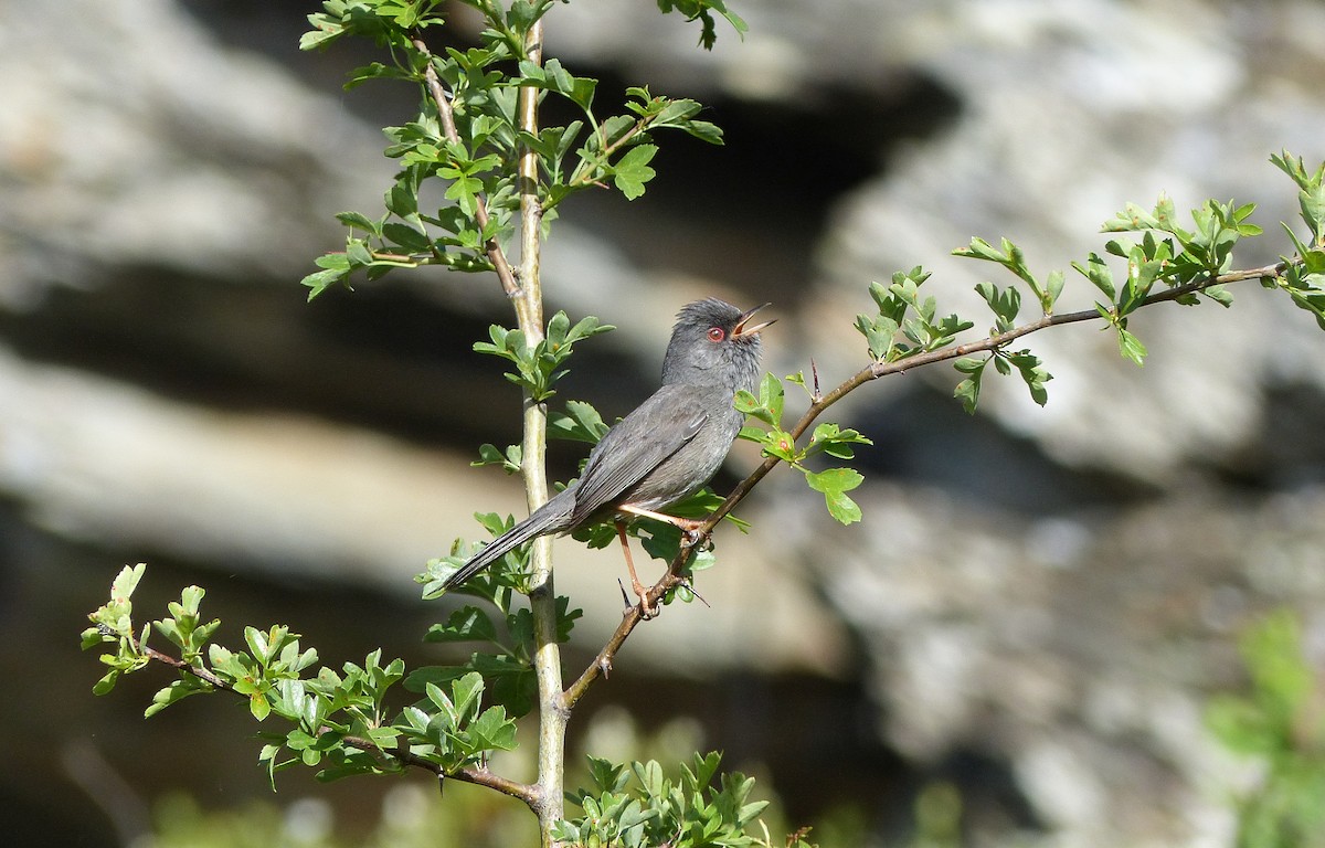 Marmora's Warbler - ML206116531