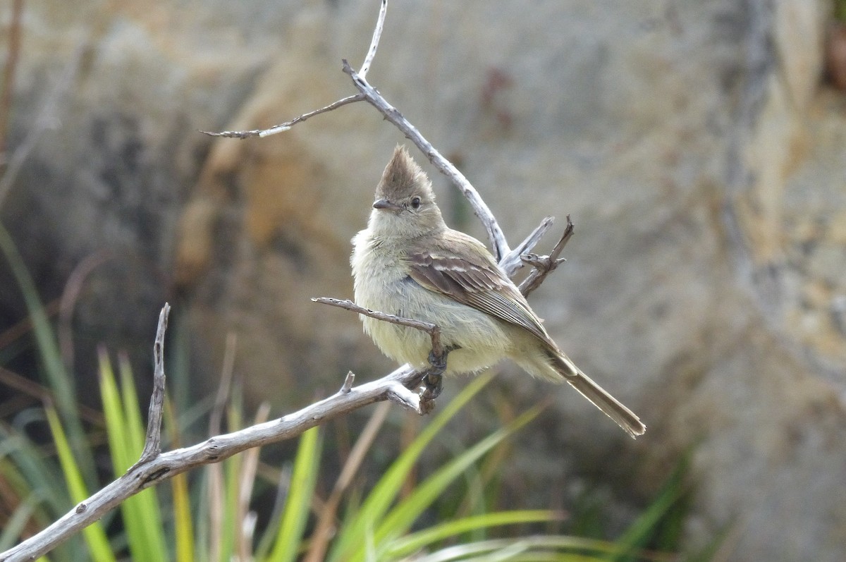 Plain-crested Elaenia - ML206116561