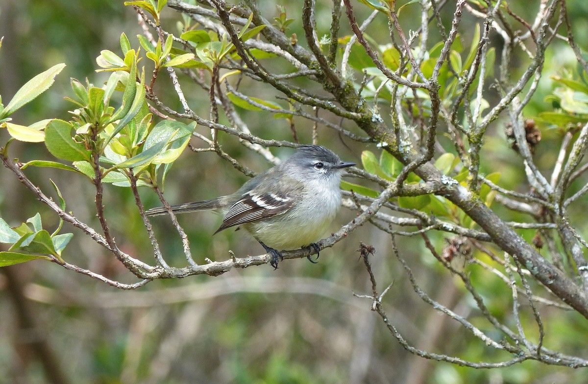 White-crested Tyrannulet (Sulphur-bellied) - ML206116591