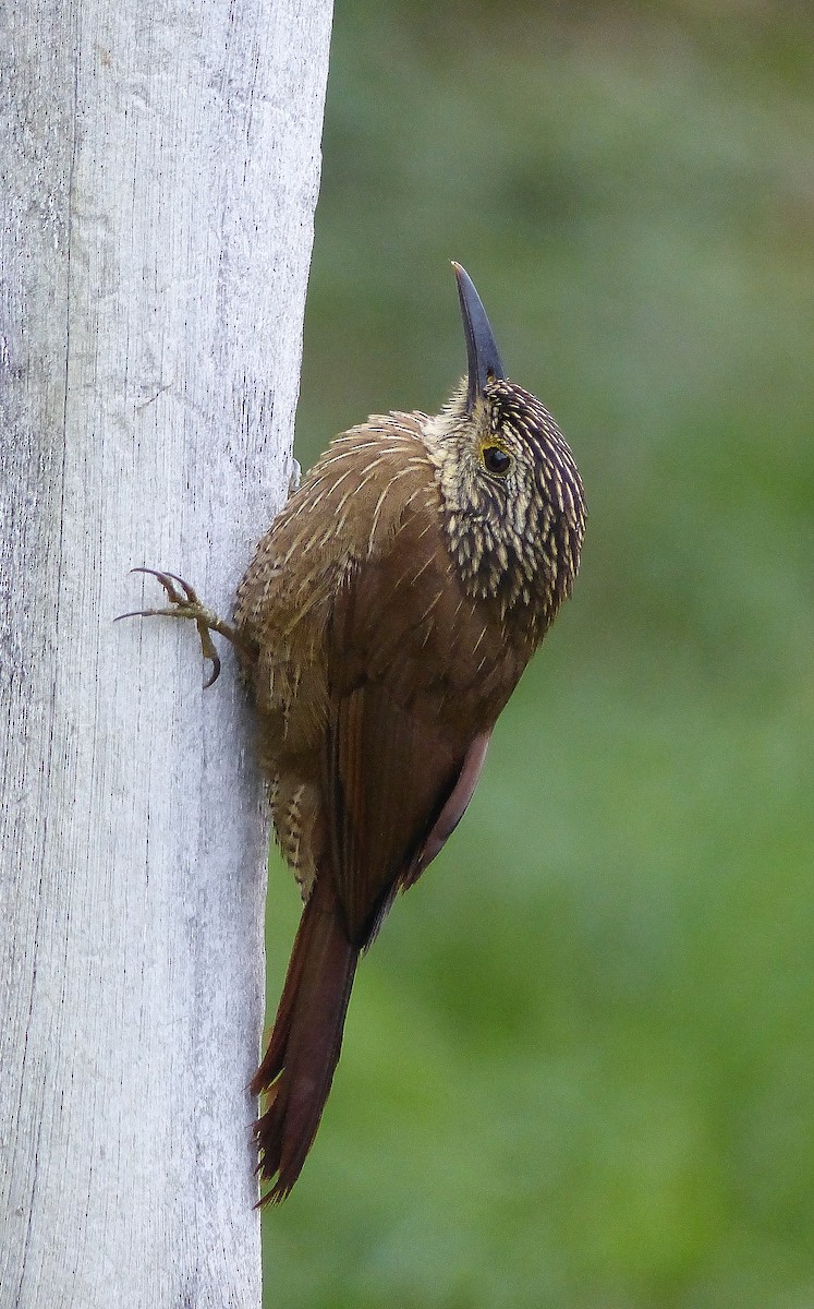 Planalto Woodcreeper - Jérôme Fischer