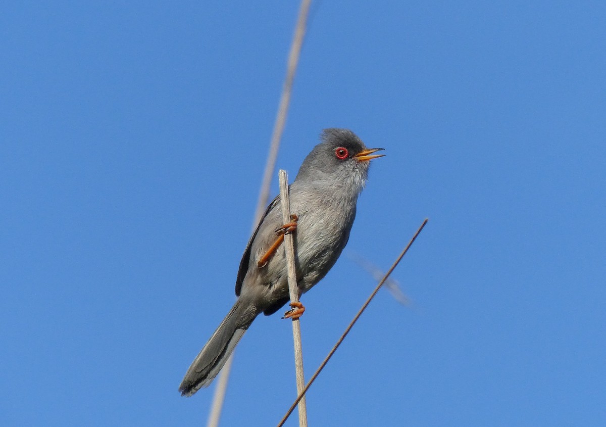 Balearic Warbler - ML206116861