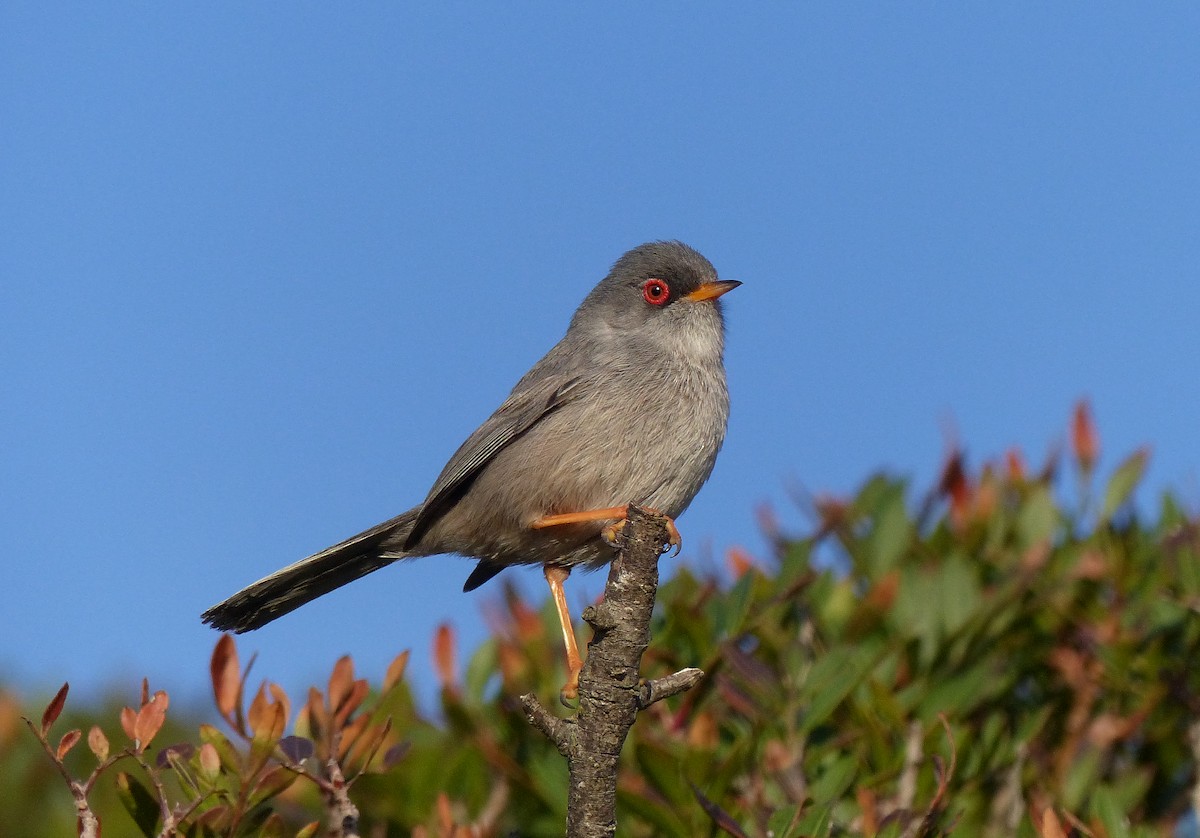 Balearic Warbler - ML206116871