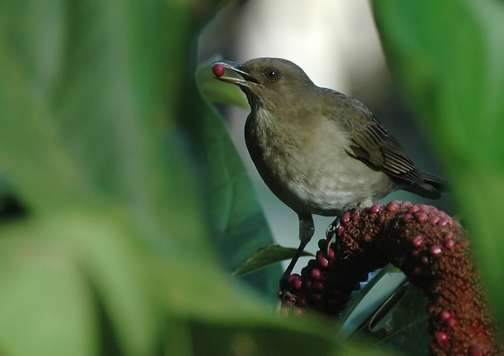 Black-billed Thrush (Amazonian) - ML206116981