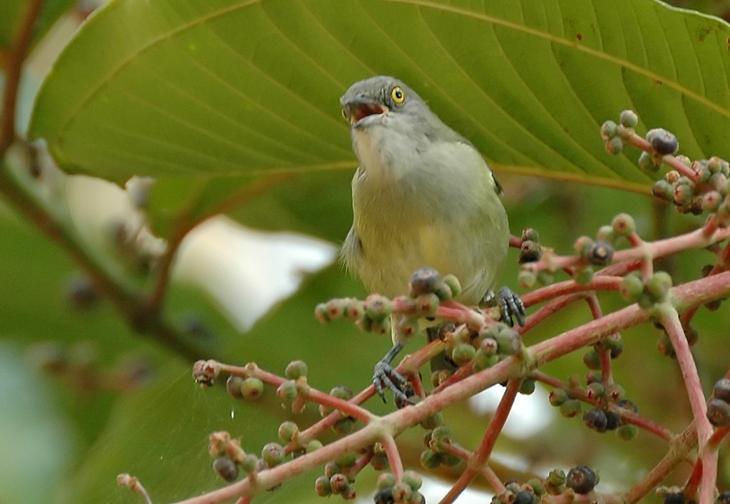 カオグロヒワミツドリ（lineata） - ML206117041