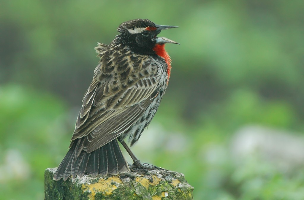 Peruvian Meadowlark - ML206117391