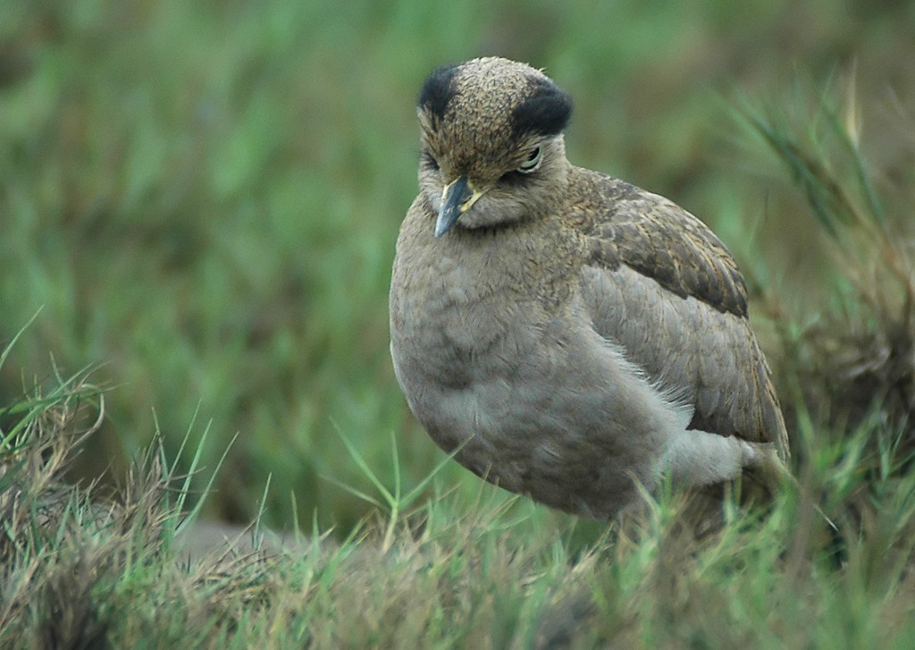 Peruvian Thick-knee - ML206117471