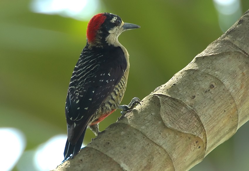 Black-cheeked Woodpecker - Augusto Faustino