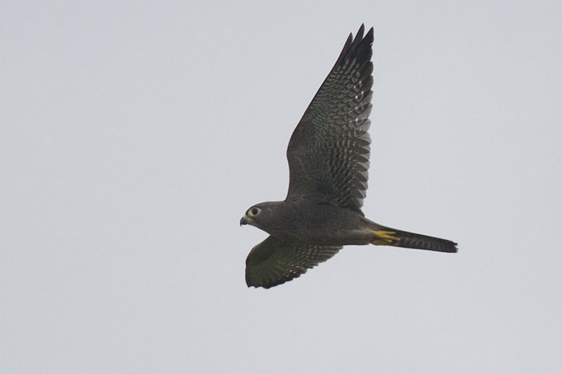 Gray Kestrel - ML206117601