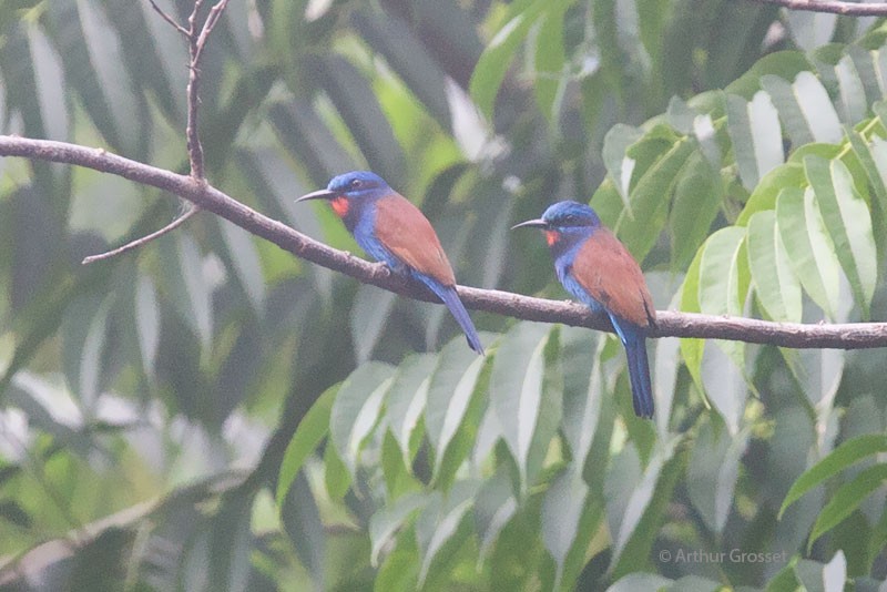 Blue-moustached Bee-eater - ML206117751