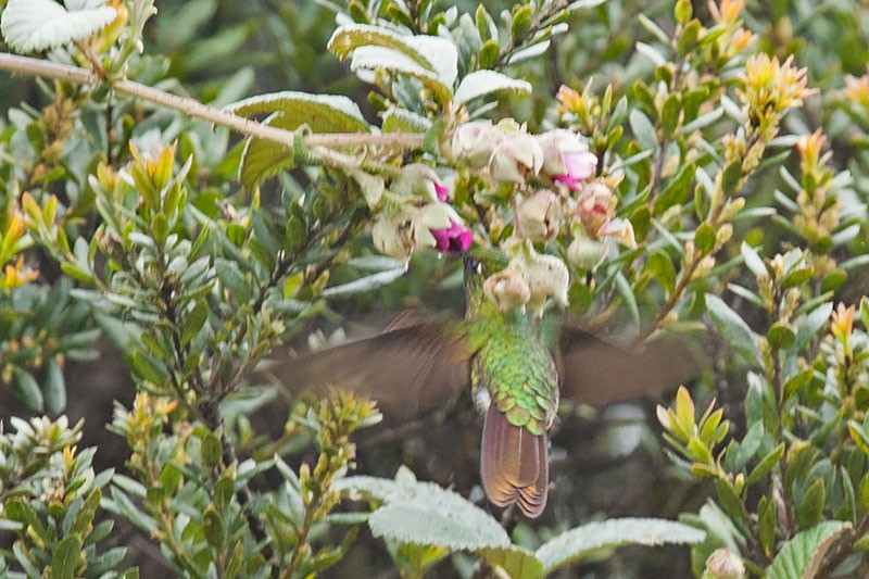 kolibřík dřišťálový (ssp. tyrianthina/quitensis) - ML206117781