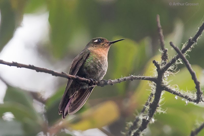 kolibřík dřišťálový (ssp. tyrianthina/quitensis) - ML206117791