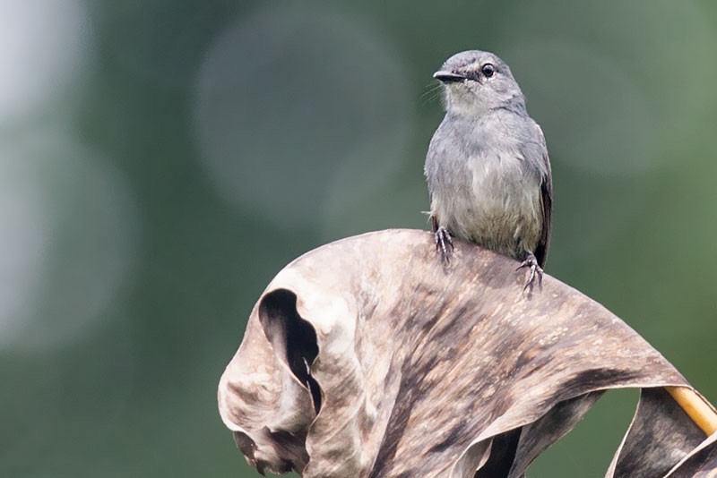 Dusky-blue Flycatcher - ML206117881