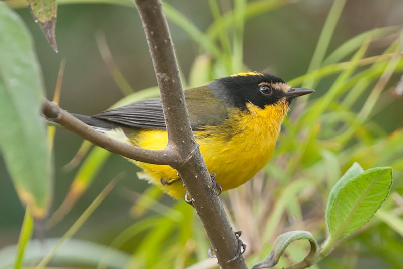 Yellow-crowned Redstart - ML206117991