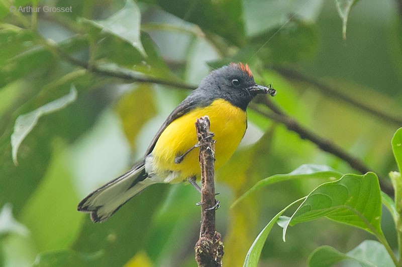 Slate-throated Redstart - ML206118011