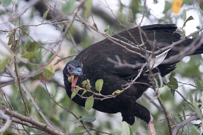 White-winged Guan - ML206118421