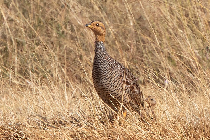 Coqui Francolin (Plain-breasted) - ML206118441