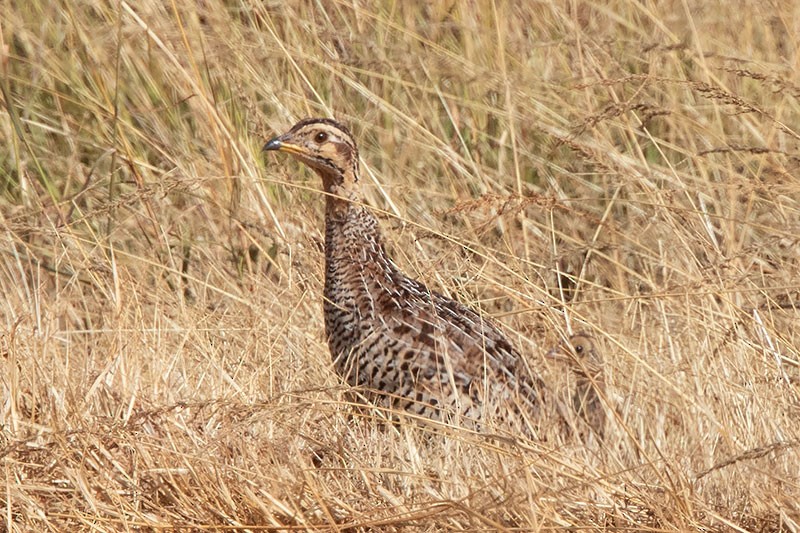 Coqui Francolin (Plain-breasted) - ML206118451