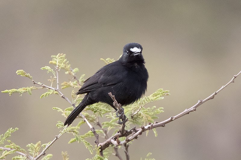 White-fronted Black-Chat - ML206118461