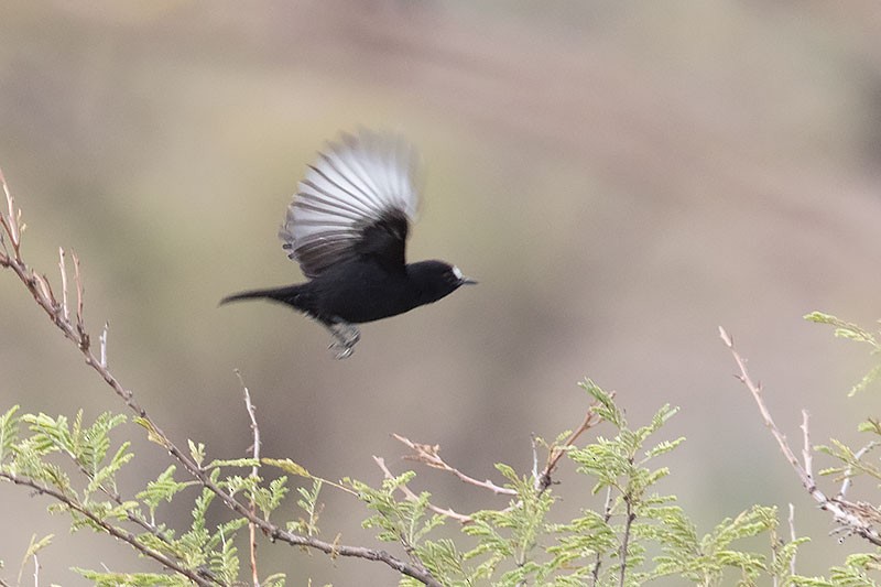 White-fronted Black-Chat - ML206118471
