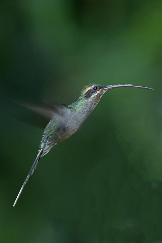 Grünschattenkolibri - ML206118501