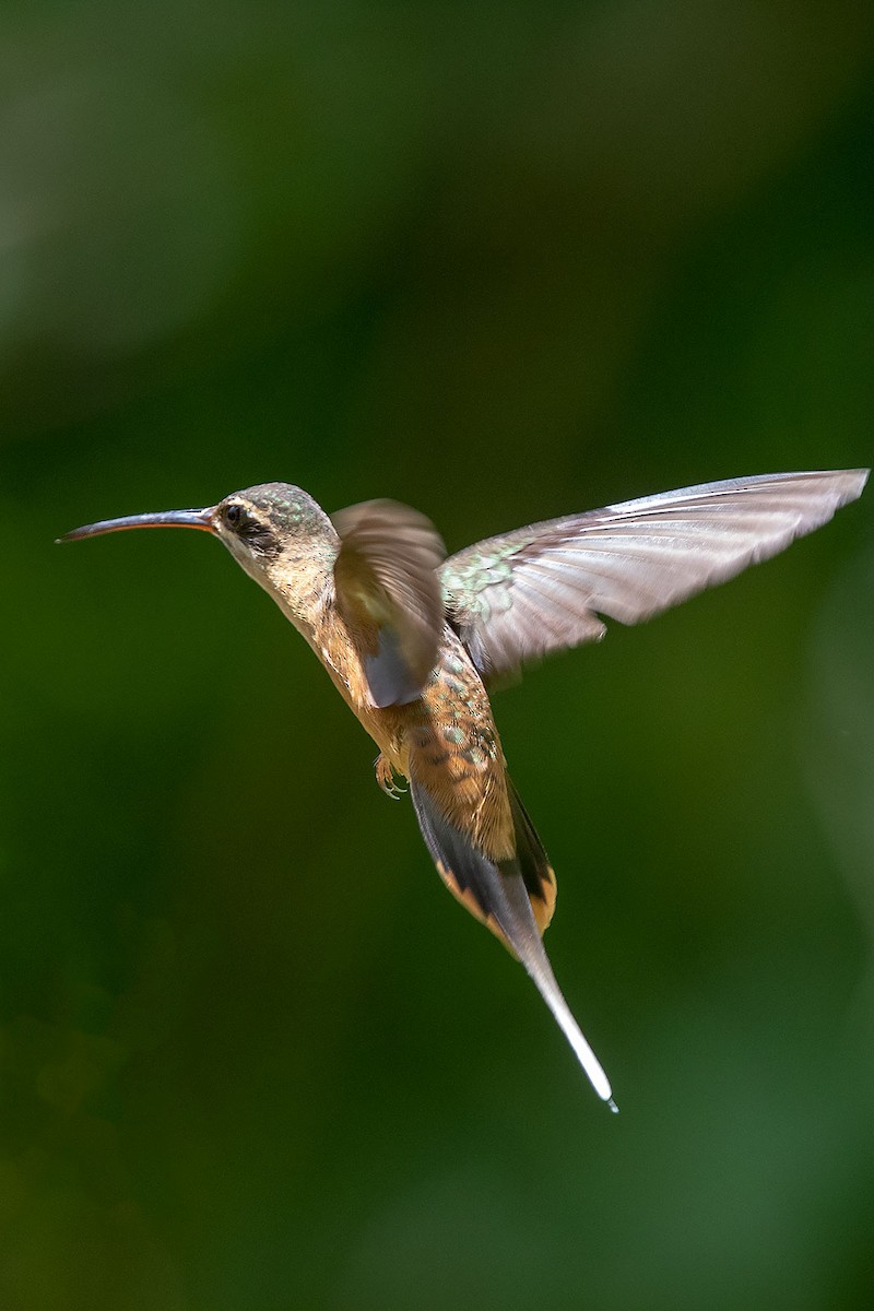 Koepckeschattenkolibri - ML206118531