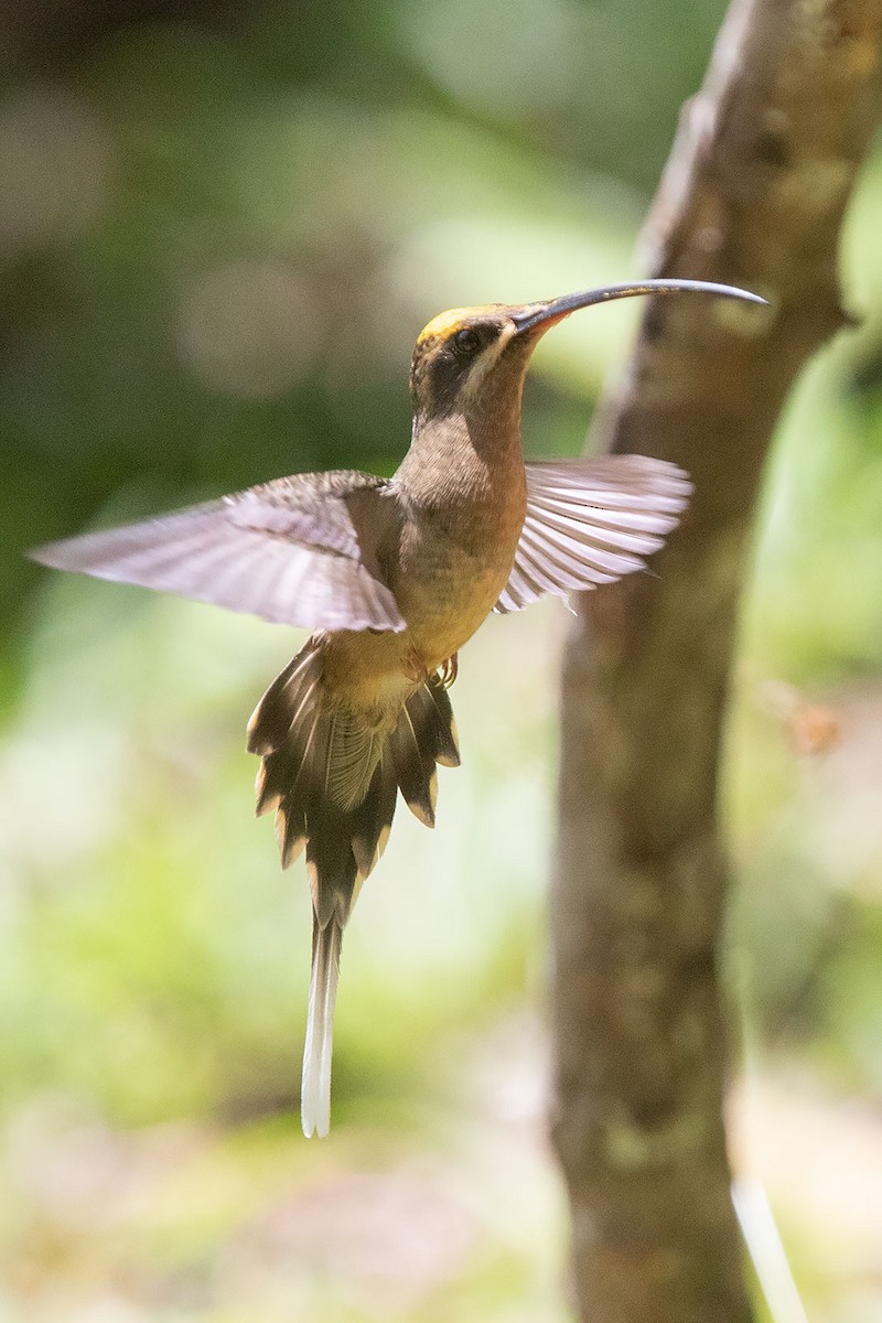 kolibřík dlouhozobý [skupina moorei] - ML206118541