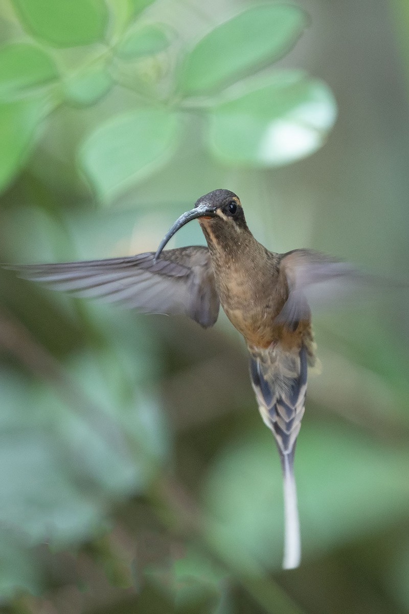 kolibřík dlouhozobý [skupina moorei] - ML206118551