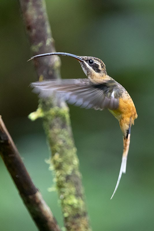 Tawny-bellied Hermit - ML206118571