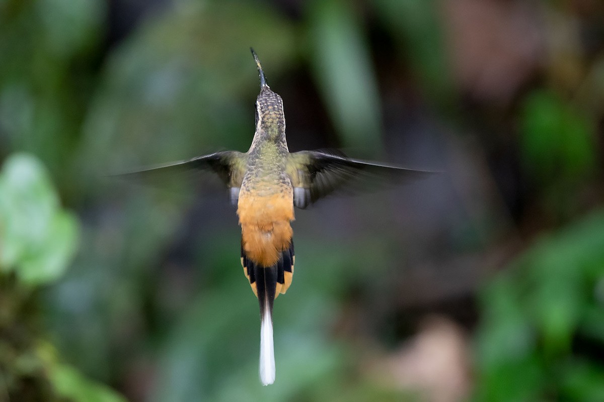 Tawny-bellied Hermit - ML206118581