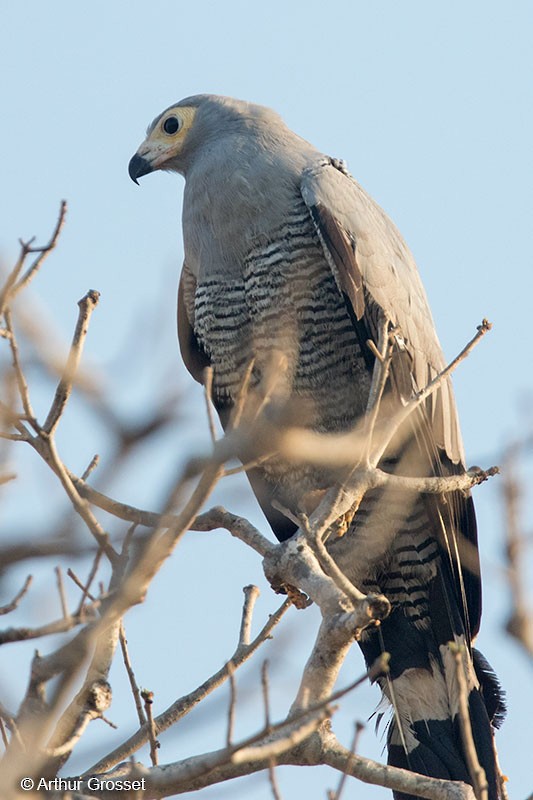 Madagascar Harrier-Hawk - ML206118701