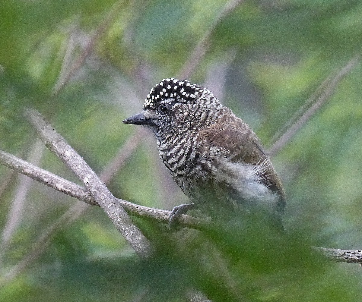 Ecuadorian Piculet - ML206119021