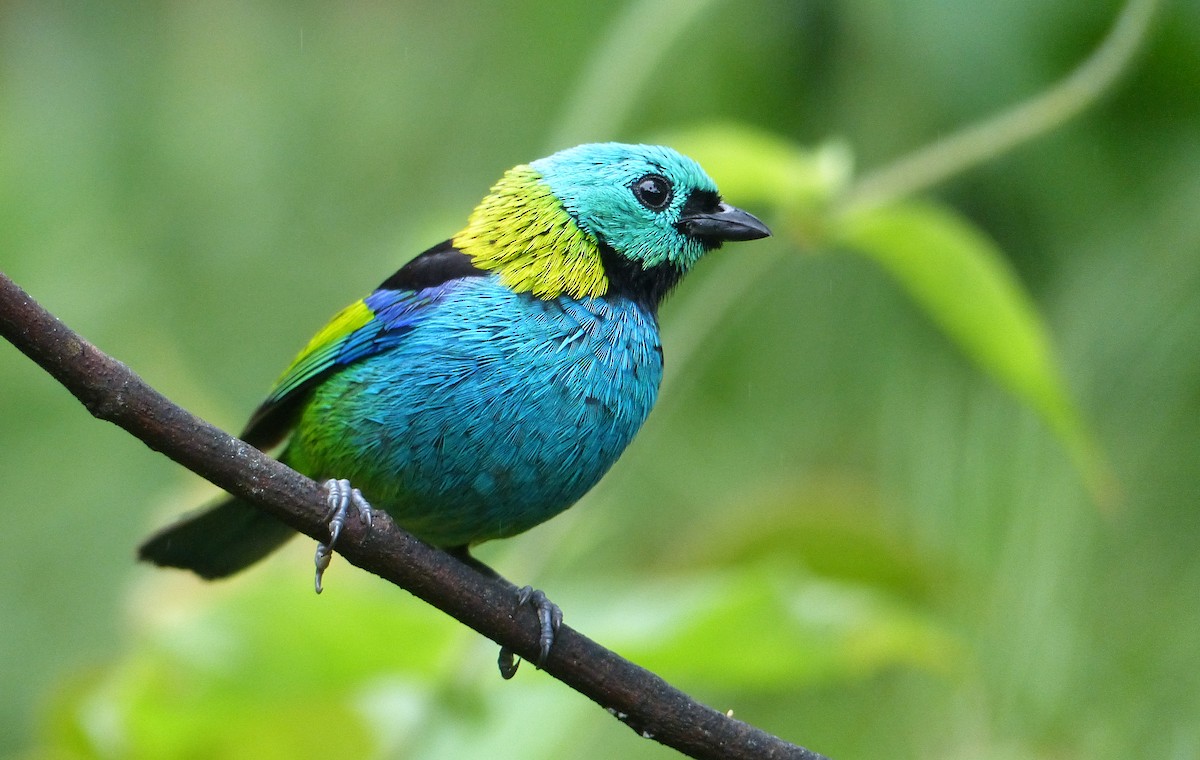 Green-headed Tanager - ML206119061