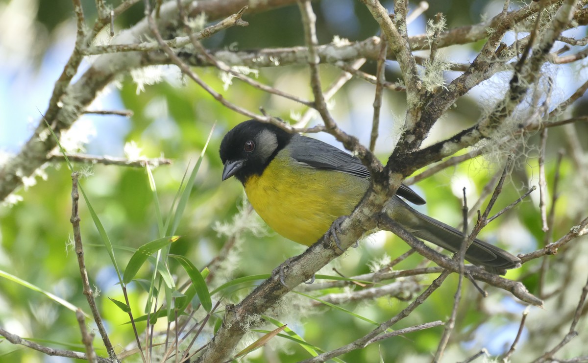 Santa Marta Brushfinch - ML206119141