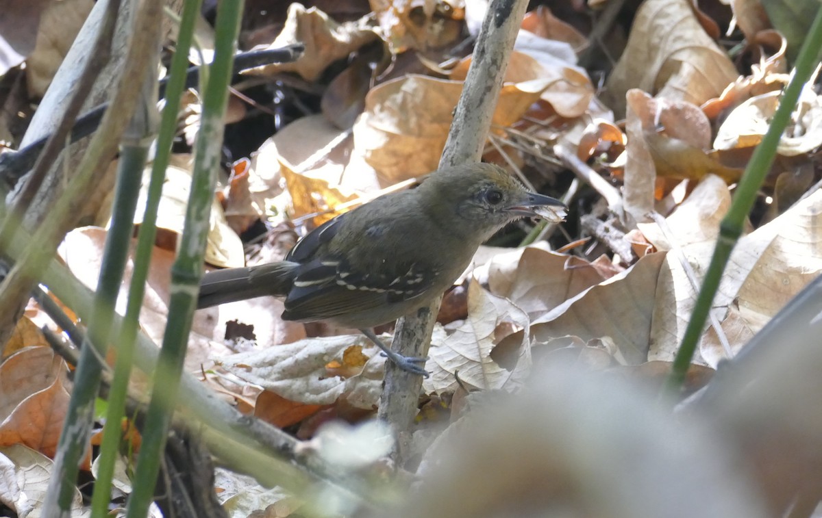 Black-crowned Antshrike - ML206119251