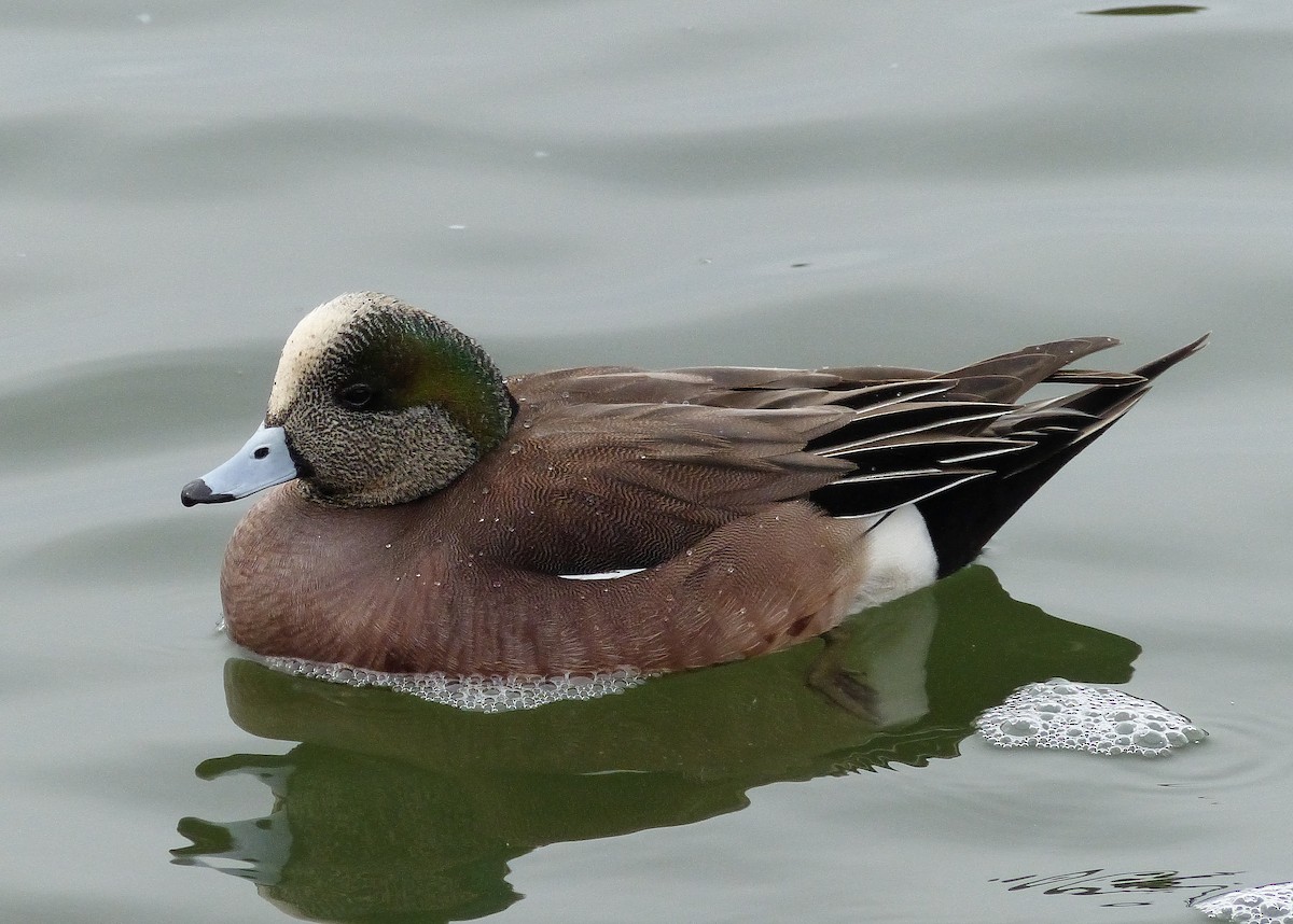 American Wigeon - ML206119281