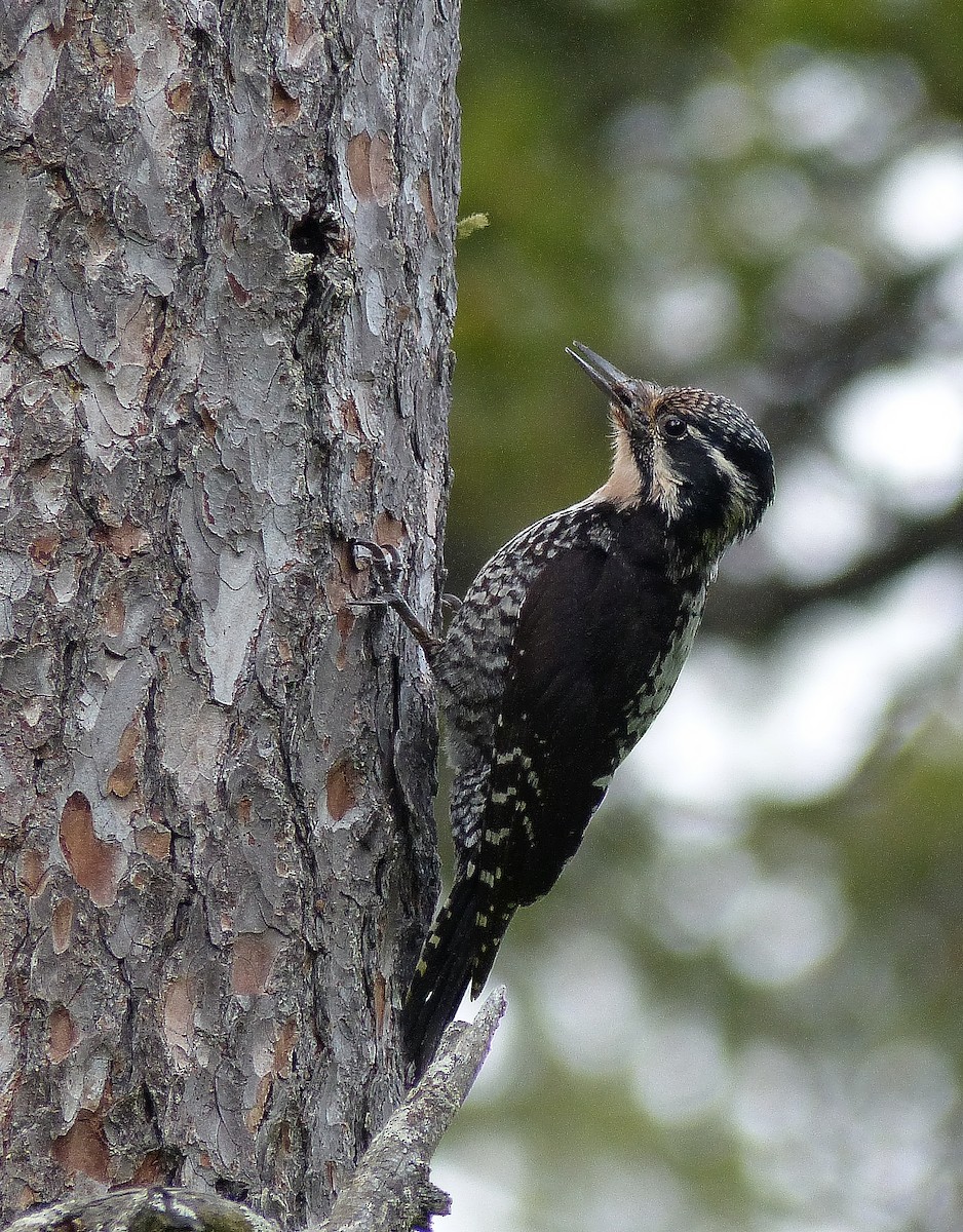 Eurasian Three-toed Woodpecker (Eurasian) - Jérôme Fischer