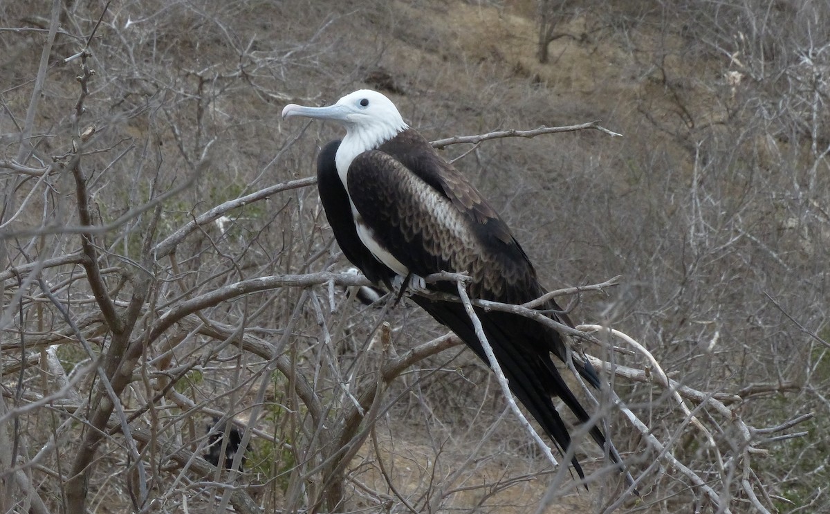 Magnificent Frigatebird - Jérôme Fischer