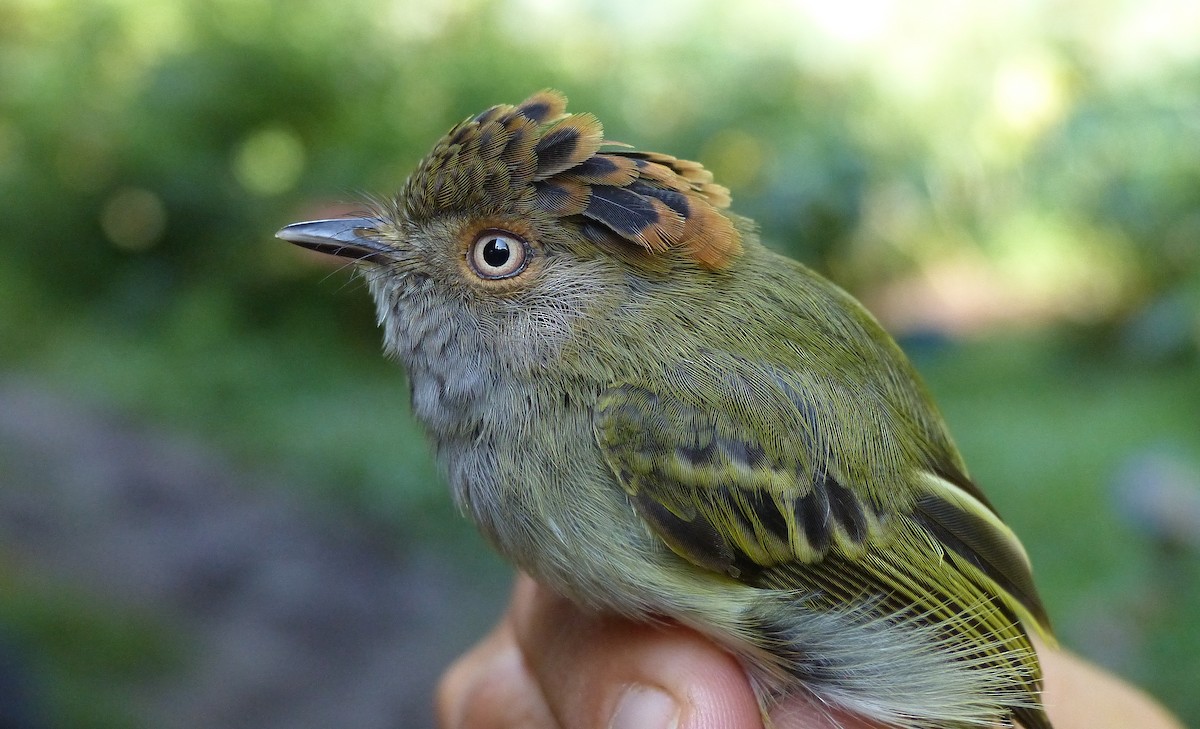Scale-crested Pygmy-Tyrant - ML206119611