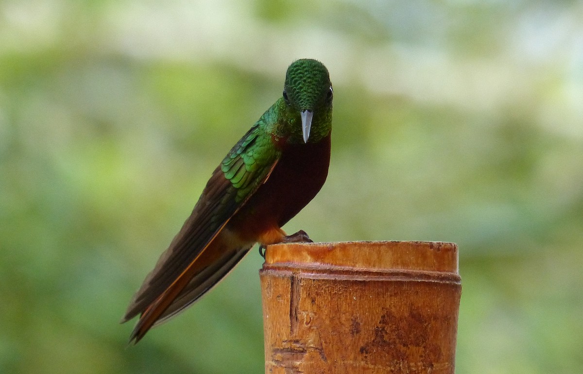 kolibřík peruánský - ML206119701