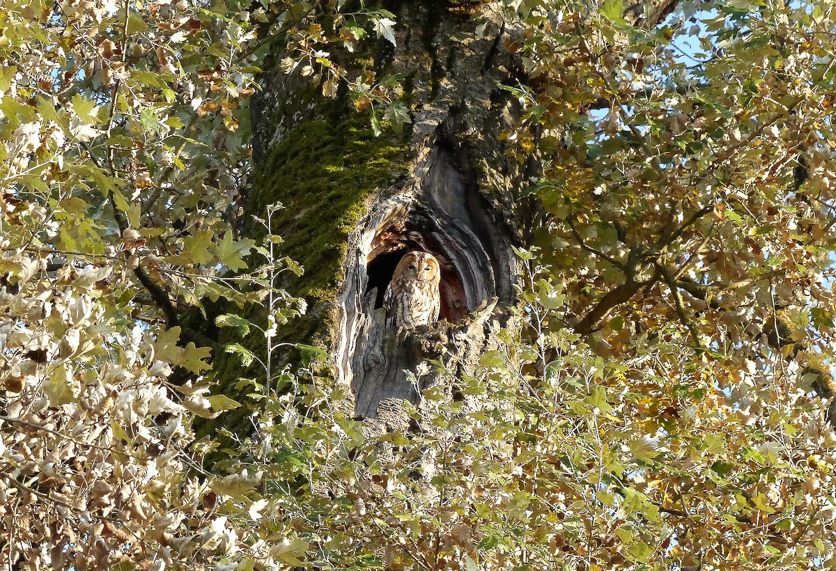 Tawny Owl - ML206119721