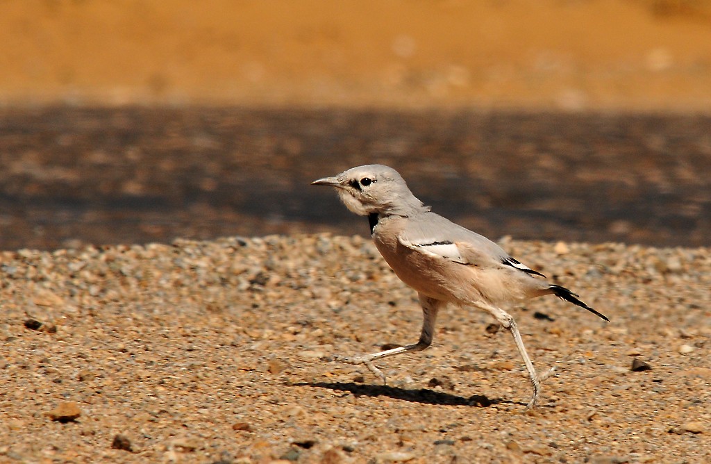 Turkestan Ground-Jay - Augusto Faustino