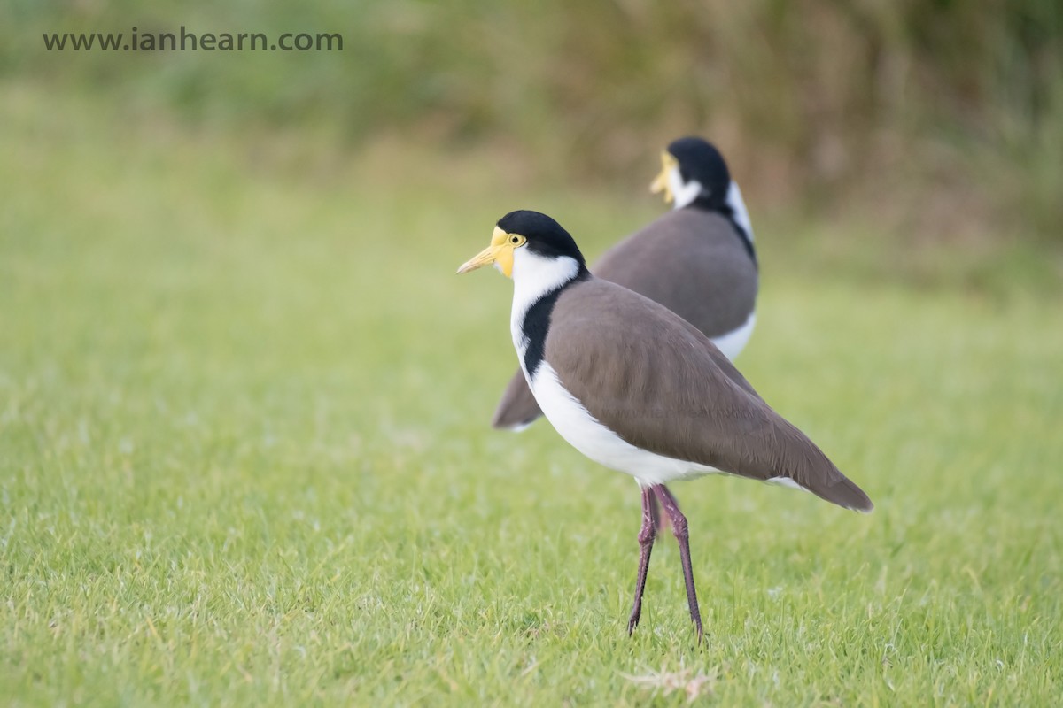 Masked Lapwing (Black-shouldered) - ML206119961