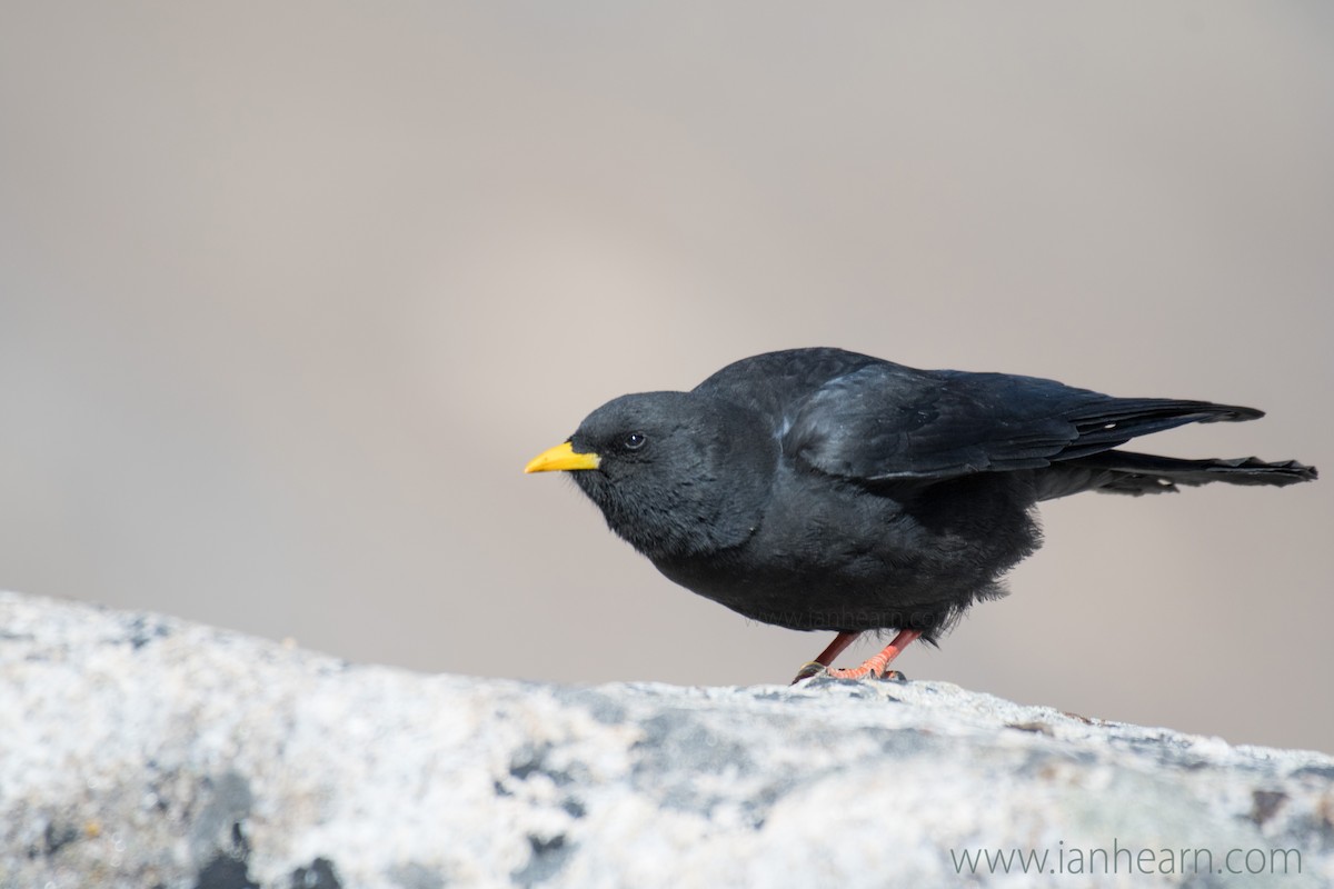 Yellow-billed Chough - Ian Hearn