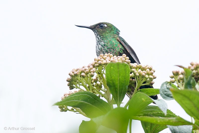 Fleckenbauchkolibri - ML206120471